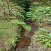 Plants: image 85 Of 208 Thumb